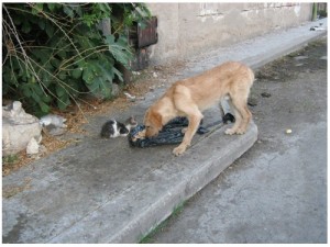 cane-gatto abbandono2